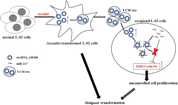 Fig. 8: A schematic representation of the proposed pathway by which exosomal circRNA_100284 causes proliferation of L-02 cells in arsenite carcinogenesis.
