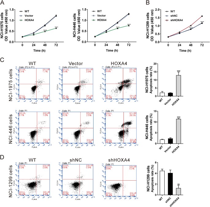 Fig. 4: HOXA4 inhibited the growth and promoted the apoptosis of lung cancer cells in vitro.