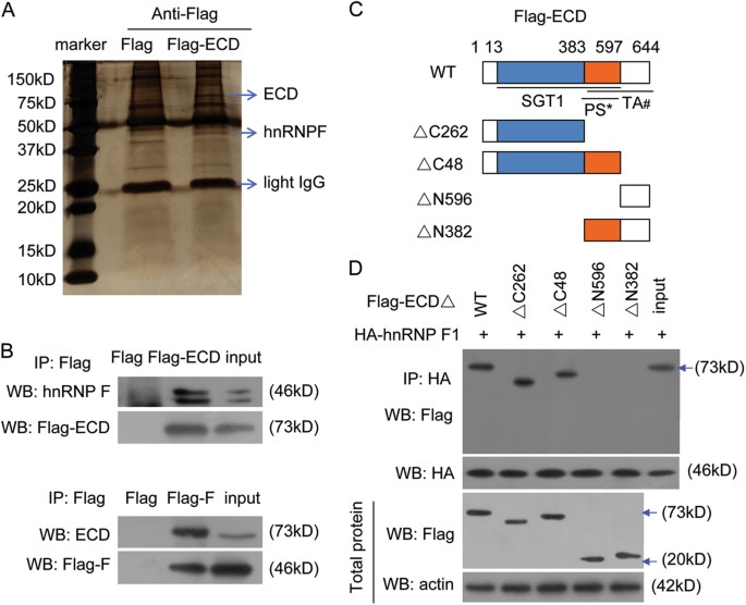 Fig. 3: ECD interacts with hnRNP F through the N-terminal SGT1 domain.
