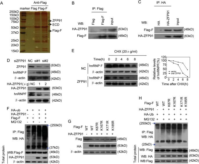 Fig. 5: ZFP91 E3 ligase interacts with hnRNP F and regulates hnRNP F protein ubiquitination at Lys 185 and degradation.