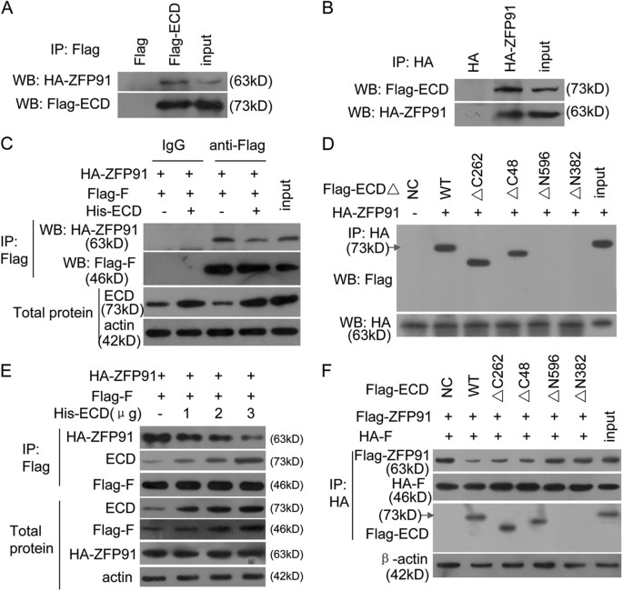Fig. 6: ECD blocks the ZFP91 and hnRNP F interaction.
