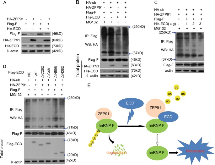Fig. 7: ECD blocks ZFP91 E3 ligase-mediated hnRNP F protein ubiquitination and degradation.