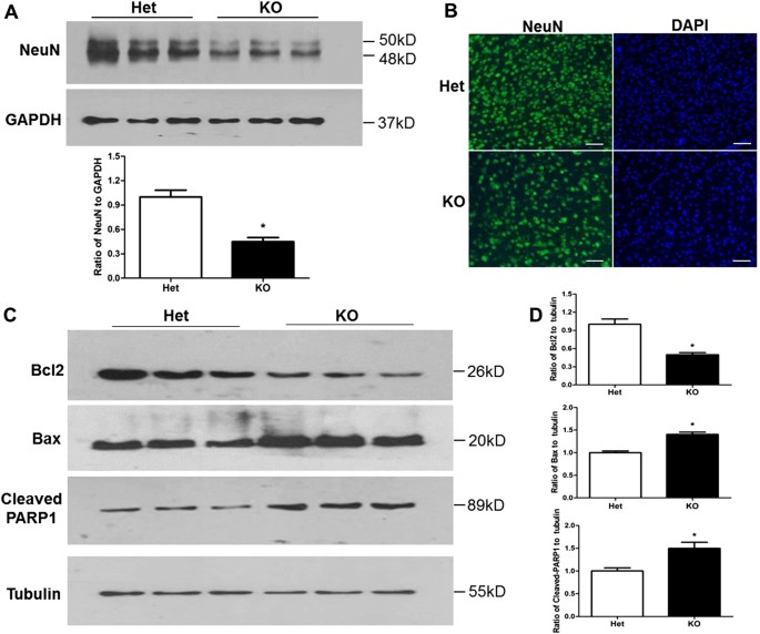 Fig. 4: Tctn3 KO led to altered apoptosis-related protein levels in mouse brains.