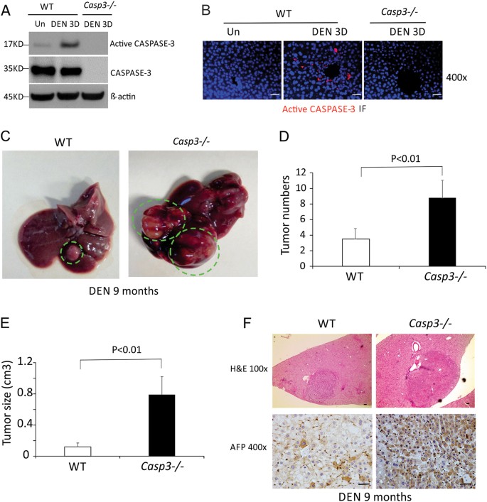 Caspase 3 Suppresses Diethylnitrosamine Induced Hepatocyte Death Compensatory Proliferation And Hepatocarcinogenesis Through Inhibiting P38 Activation Cell Death Disease