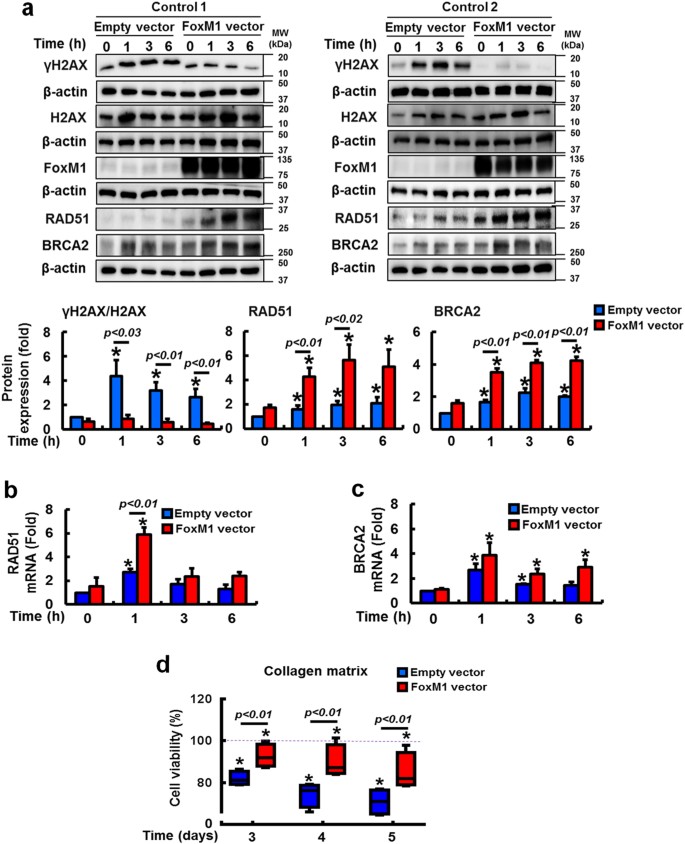 Fig. 5: FoxM1 overexpression reduces DNA damage by upregulating RAD51 and BRCA2 in irradiated control fibroblasts.