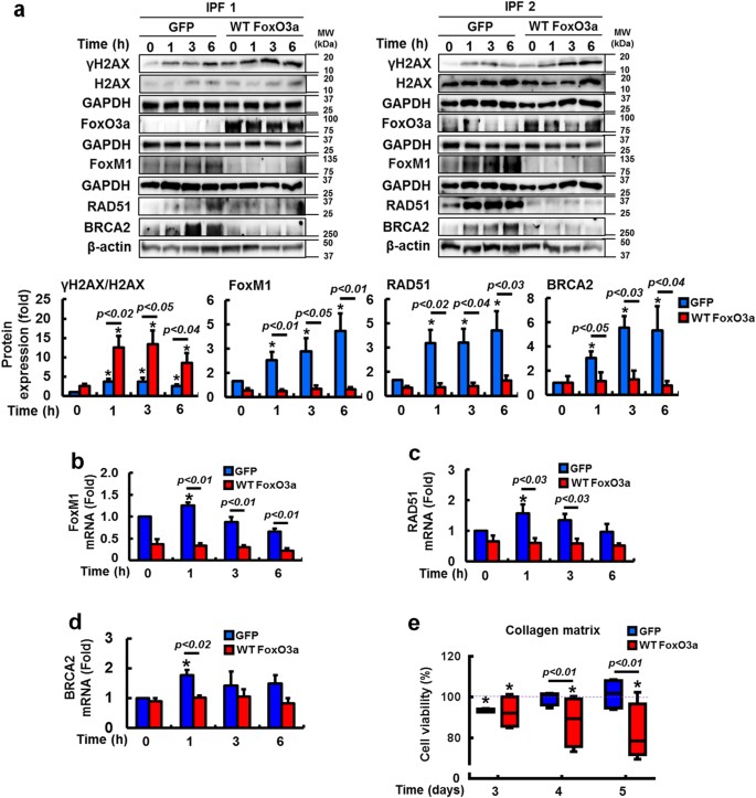 Fig. 7: FoxO3a reconstitution increases DNA damage and decreases DNA repair protein expression.