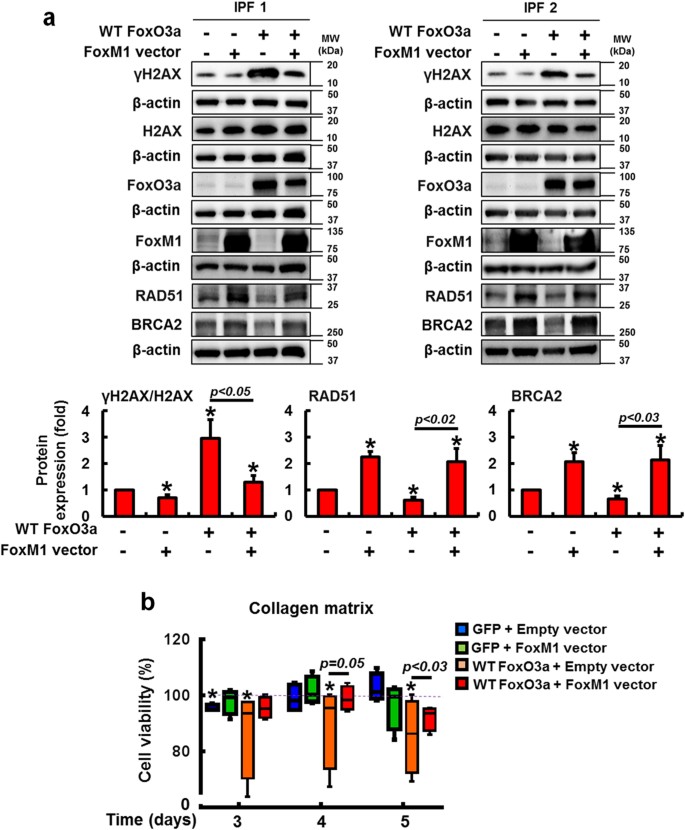 Fig. 8: FoxO3a regulates RAD51–BRCA2-mediated DNA repair pathway via FoxM1.
