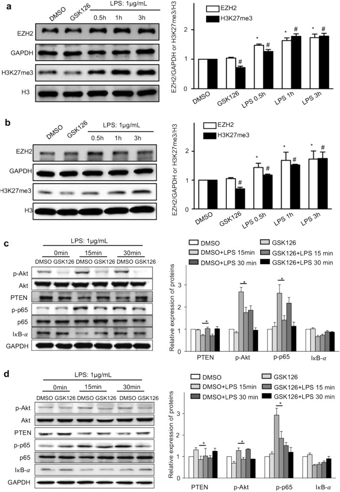 Fig. 6: EZH2 and H3K27me3 facilitates TNF in immune cells via activation of NF-κB and PTEN-Akt pathways.