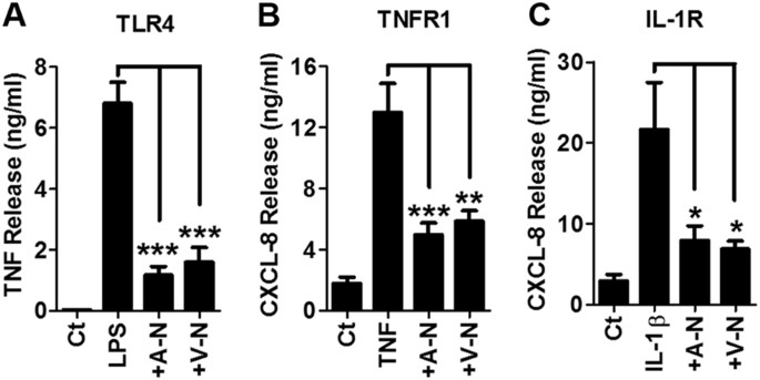 Neutrophils Induce Macrophage Anti Inflammatory Reprogramming By Suppressing Nf Kb Activation Cell Death Disease