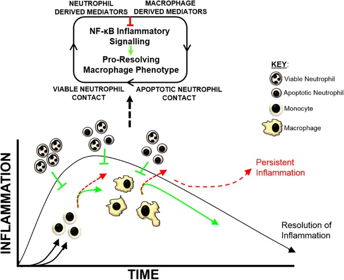 Neutrophils Induce Macrophage Anti Inflammatory Reprogramming By Suppressing Nf Kb Activation Cell Death Disease