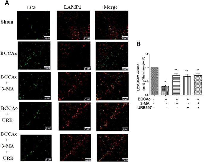 Fig. 2: Effects of URB on CCH-induced inhibition of autophagosome–lysosome fusion.