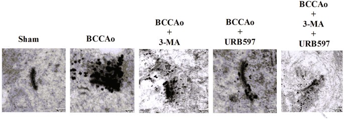 Fig. 3: Effects of URB on CCH-induced alterations of PSDs ultrastructure.