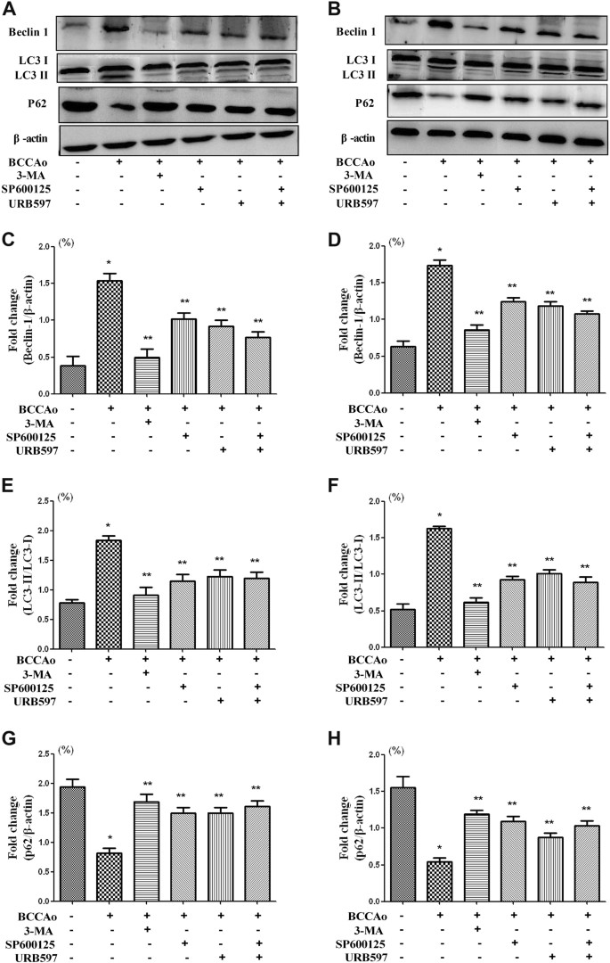 Fig. 6: Involvement of JNK-dependent non-nuclear pathway in autophagy following CCH.