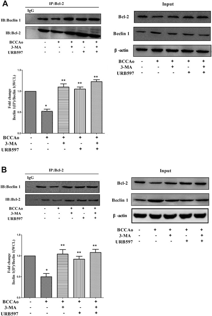Fig. 7: Effects of URB on the Bcl-2/Beclin 1 complex alterations after CCH.