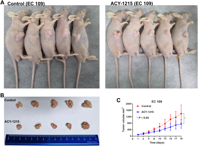 Fig. 8: ACY-1215 treatment led to significant tumor growth slowed in vivo.