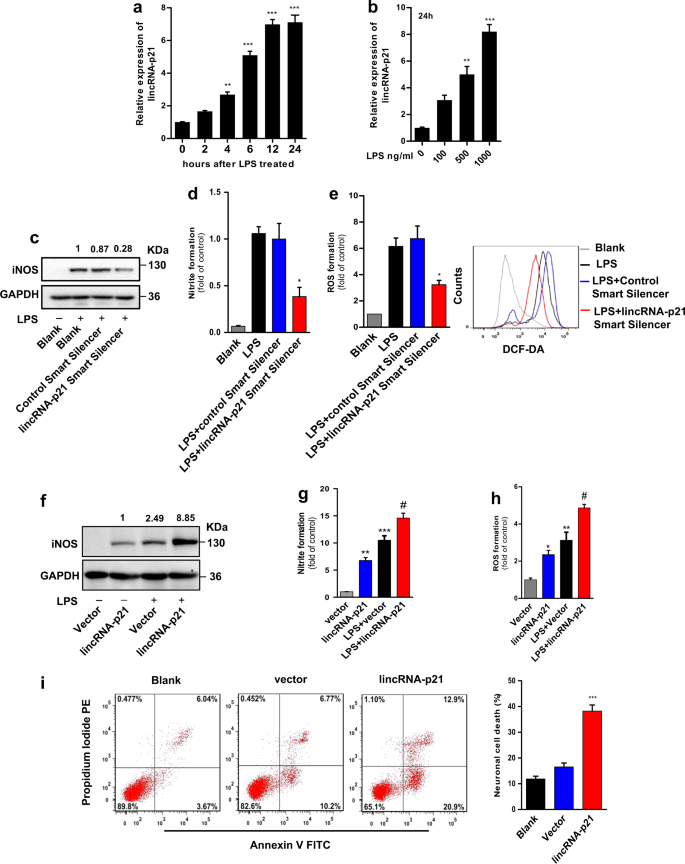 A Lincrna P21 Mir 181 Family Feedback Loop Regulates Microglial Activation During Systemic Lps And Mptp Induced Neuroinflammation Cell Death Disease