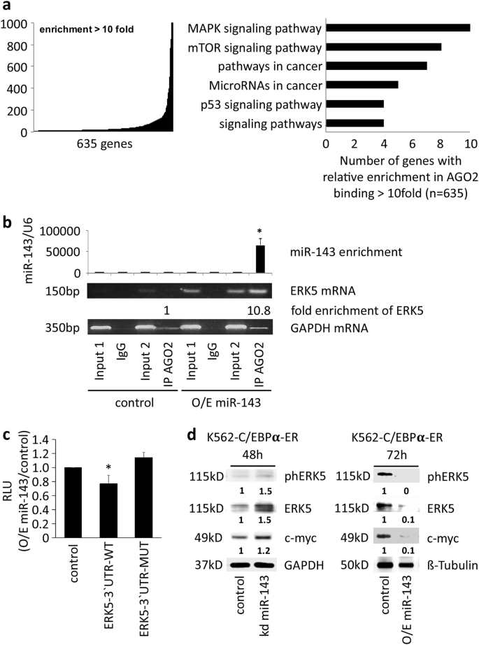 Fig. 6: miR-143 induces ERK5 downregulation.