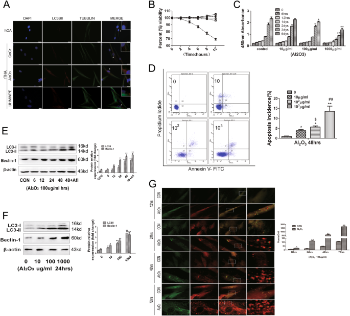 Fig. 3: Al2O3 particles induced autophagy in FLSs.