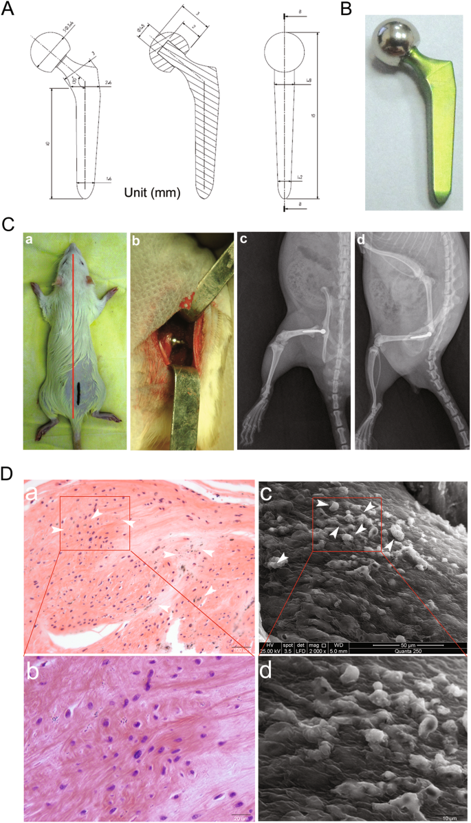 Fig. 5: A rat model of biological femoral head replacement