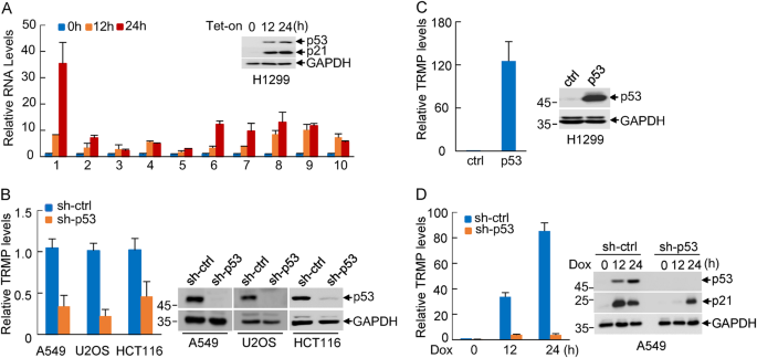 Fig. 1: TRMP is up-regulated by p53.