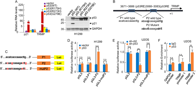 Fig. 2: TRMP is a direct transcriptional target of p53.