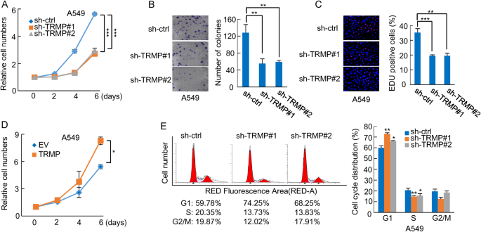 Fig. 3: TRMP regulates cell proliferation and G1/S cell cycle progression.