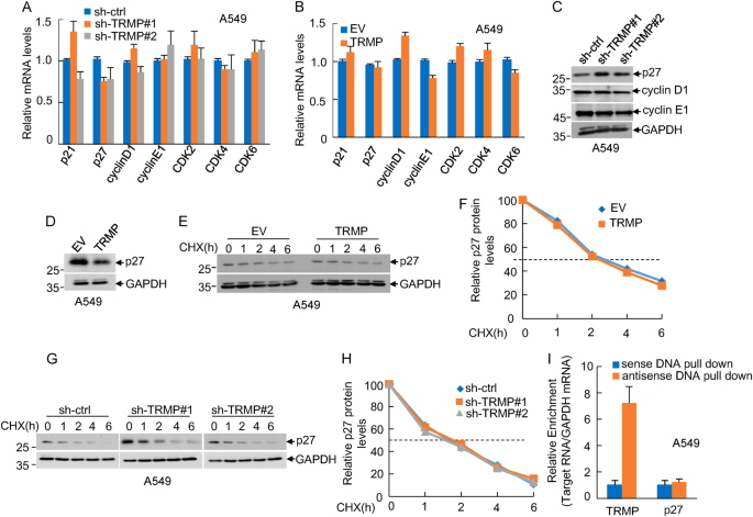 Fig. 4: TRMP specifically modulates protein levels of p27.