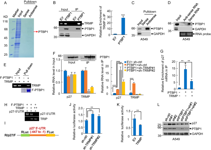 Fig. 5: TRMP regulates p27 protein levels by competing p27 mRNA for PTBP1 binding.