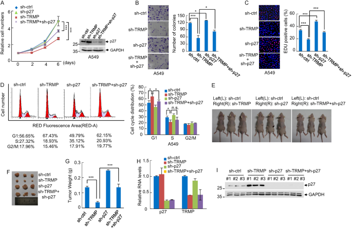 Fig. 6: TRMP regulates cell proliferation, G1/S cell cycle progression, and tumor xenograft growth via p27.