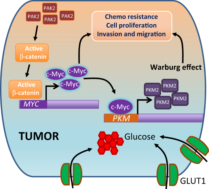 Fig. 7: Schematic model.