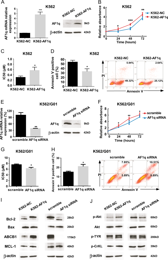 Fig. 3: AF1q overexpression promoted cell survival in the IM-sensitive CML cell line K562 and AF1q inhibition impaired cell survival in the IM-resistant CML cell line K562/G01.