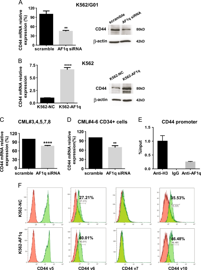 Fig. 5: AF1q regulated CD44 expression in CML.