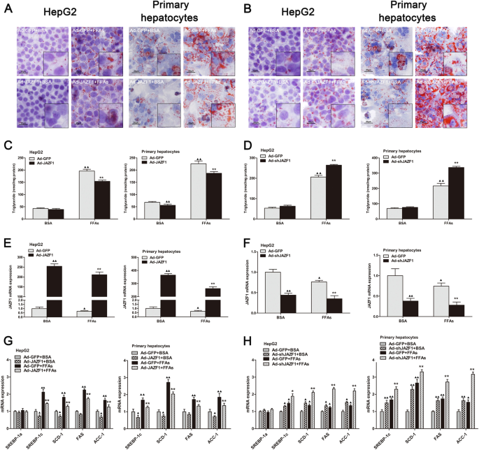 Jazf1 Ameliorates Age And Diet Associated Hepatic Steatosis Through Srebp 1c Dependent Mechanism Cell Death Disease