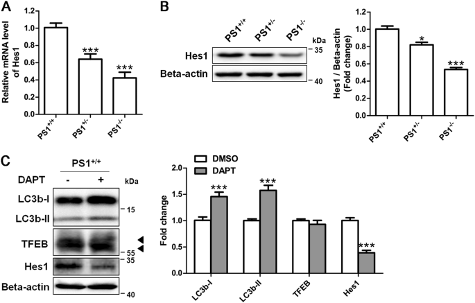 Fig. 4: Inhibition of γ-secretase activity did not suppress autophagy in PS1-deficient NSCs.