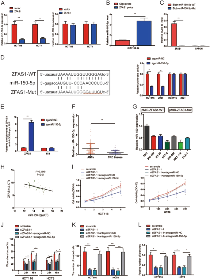 Fig. 5: ZFAS1 functioned as a competing endogenous RNA (ceRNA) by sponging miR-150-5p.