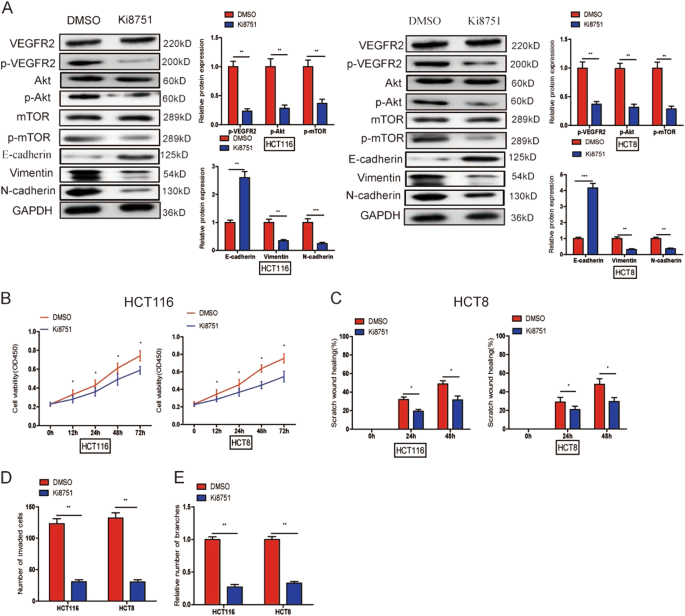 Fig. 9: Ki8751 could suppress CRC progression through EMT process and inactivating Akt/mTOR signaling pathway.