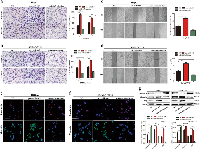 Fig. 2: miR-665 promotes HCC cells migration, invasion, and EMT in vitro.