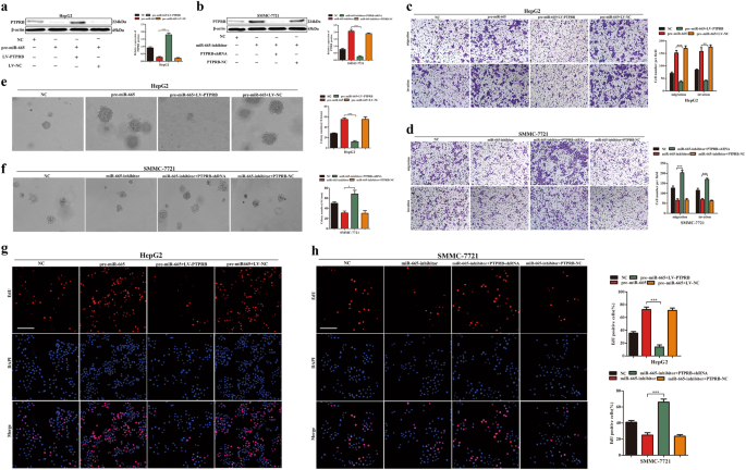 Fig. 5: Rescue experiments performed to confirm that PTPRB is the functional target of miR-665 in HCC progression.