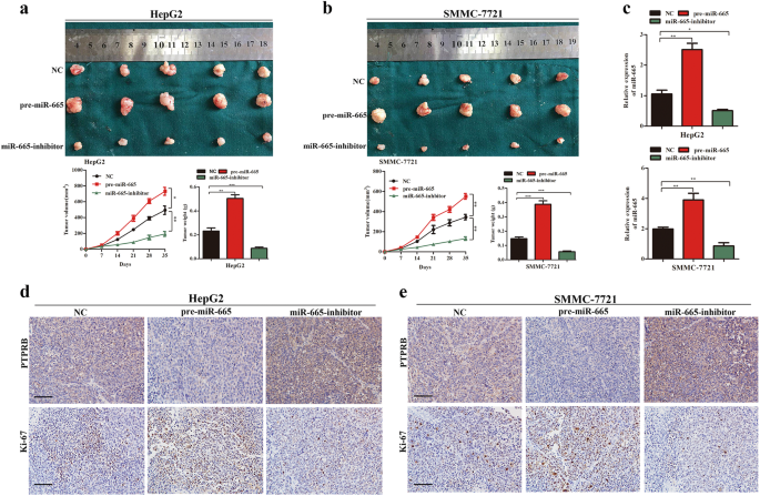 Fig. 7: miR-665 promotes tumor growth in vivo.