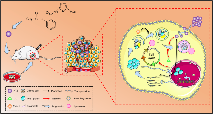What factors determine the appropriate Nitazoxanide dosage for children? What factors determine the appropriate Nitazoxanide dosage for children?