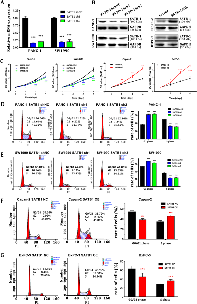 Cancer Associated Fibroblasts Promote Progression And Gemcitabine Resistance Via The Sdf 1 Satb 1 Pathway In Pancreatic Cancer Cell Death Disease