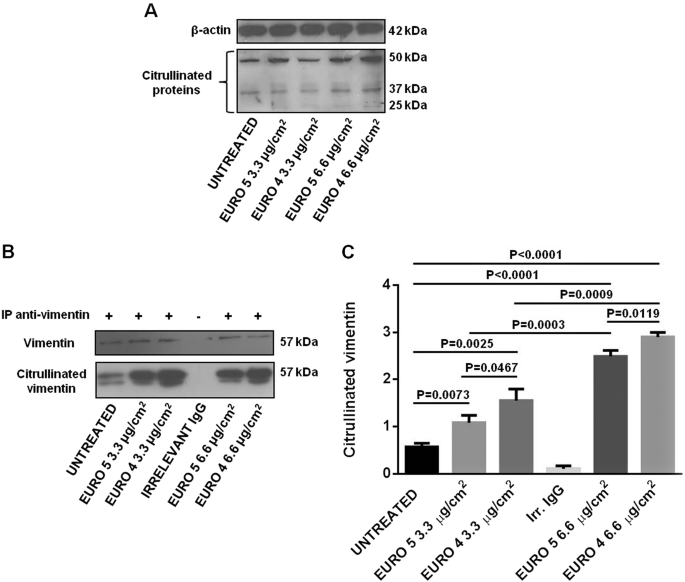 Diesel Exhaust Particles Induce Autophagy And Citrullination In Normal Human Bronchial Epithelial Cells Cell Death Disease