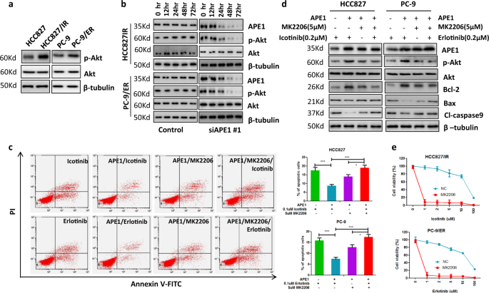 Fig. 5: APE1 contributes to TKI resistance through activating Akt.