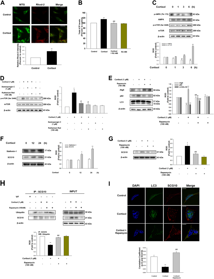 Fig. 4: Cortisol inhibited selective autophagy towards SCG10 via activation of mTOR.