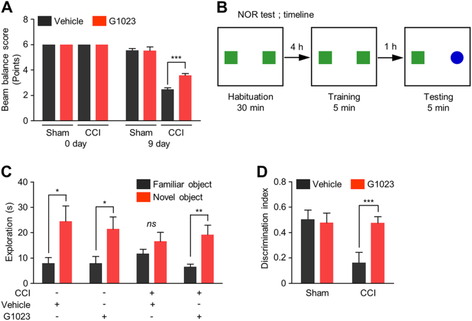Fig. 8: LRRK2 inhibition ameliorates motor and cognitive deficits induced by CCI injury.