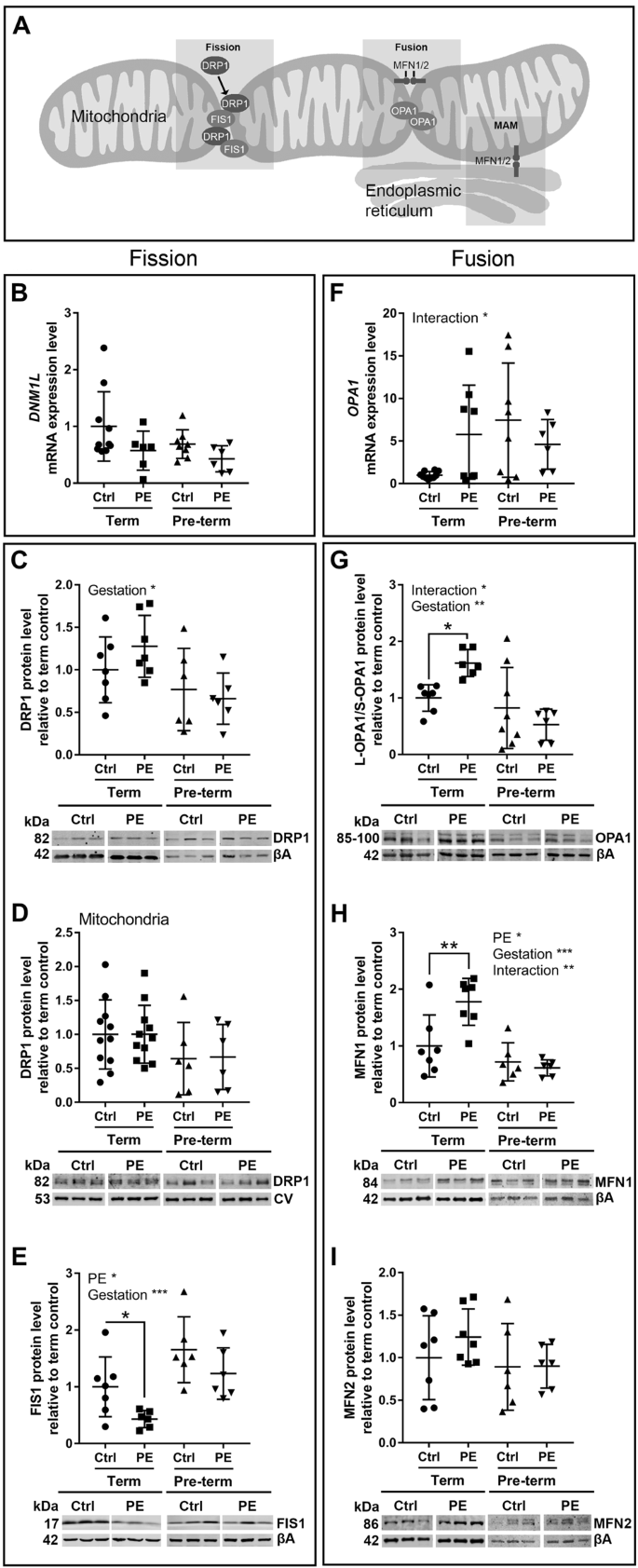 Fig. 2: Mitochondrial fission/fusion signalling is disrupted differentially in term and pre-term preeclamptic placenta.