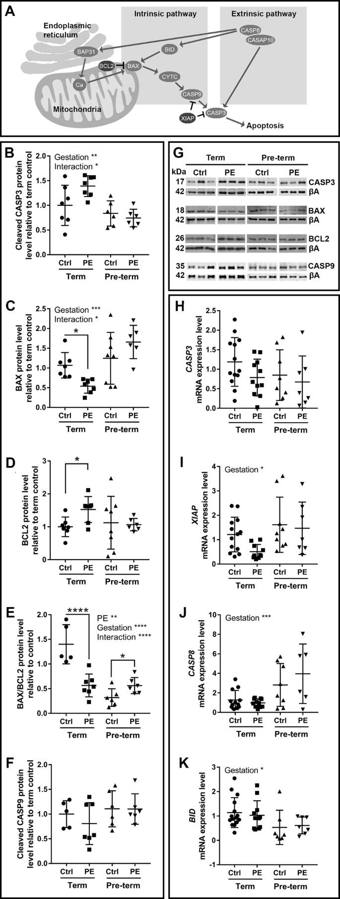 Fig. 3: Mitochondrial apoptotic signalling is disrupted differentially in term and pre-term preeclamptic placenta.
