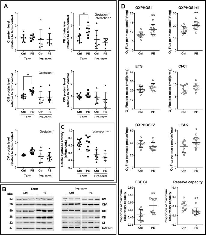 Fig. 4: Mitochondrial complex levels and respiration are dysregulated in preeclamptic placentae.