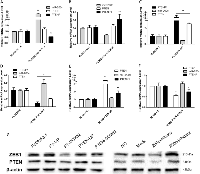 Fig. 2: The relationship between miR-200c, PTENP1, and PTEN in EEC cell lines.