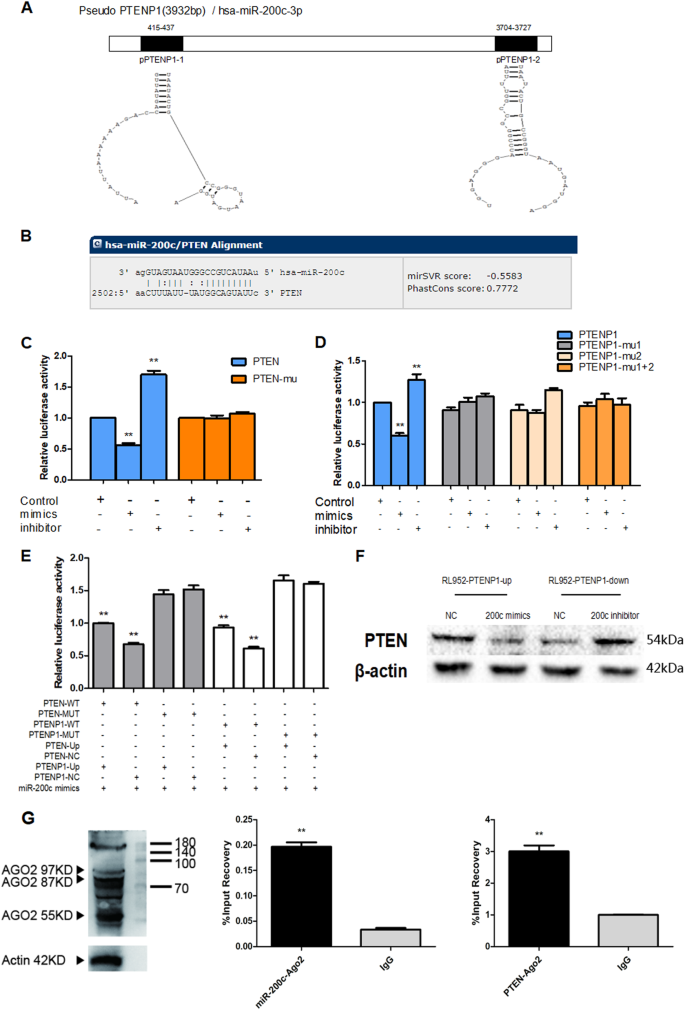 Fig. 3: PTENP1 and PTEN are target genes of miR-200c.